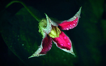 Drops, Flower, Plant, Macro HD wallpaper