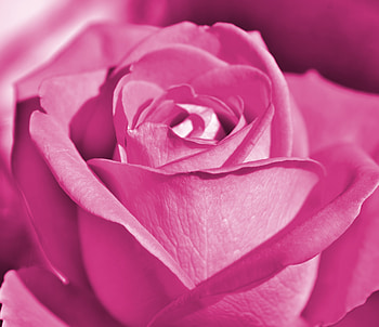Pink rose, close up, bloom HD wallpaper