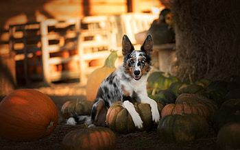 hayfields, dogs, puppies, cute, animals HD wallpaper