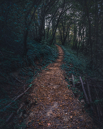 Nature, Trees, Autumn, Forest, Path, Steps HD phone wallpaper