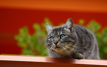Cat, animal, kitten, fe4line HD wallpaper