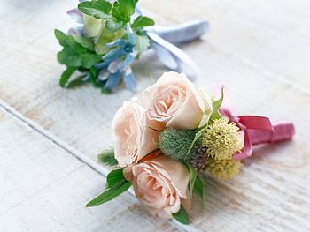 Plants, Flowers, Bouquets HD wallpaper
