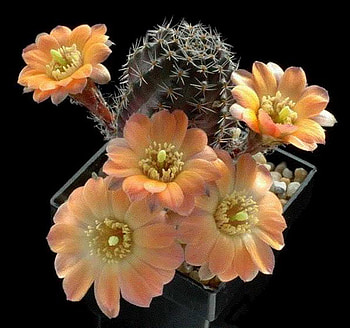 cactus, orange, macro, flower HD wallpaper