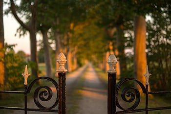 A tranquil unpaved pathway lined with trees, seen through an ornamental wrought iron gate at sunset. HD wallpaper