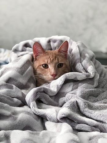 A cute tabby cat snuggled in a plush blanket, exuding warmth and comfort. HD phone wallpaper