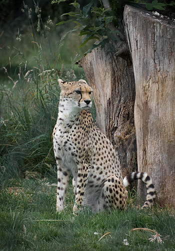 Animals, Cheetah, Predator, Big Cat, Sight, Opinion HD phone wallpaper