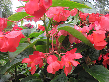 Flowers day at the greenhouse 58, graphy, green, red, Flowers, garden HD wallpaper