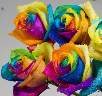 Rainbow-Roses for my dear friend Jane ( yingakirah ), roses, rainbow, nature, flowers, friend, gift HD wallpaper