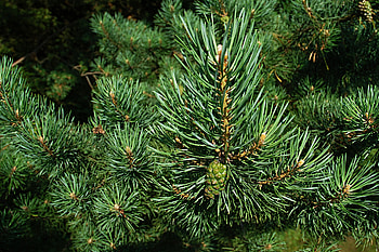 Nature, Branch, Fir, Spruce, Prickles, Thorns, Bump, Cone HD wallpaper