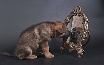 * Dog beauty *, dog, animal, dogs, animals HD wallpaper