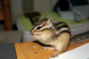 Animals, Sit, Striped, Kid, Tot, Chipmunk HD wallpaper