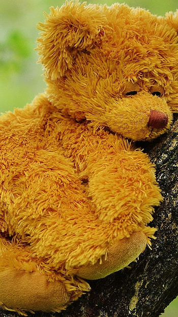 Teddy Bear Ke, Sleeping, On Tree HD phone wallpaper