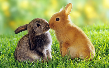 Animals, Rabbits HD wallpaper