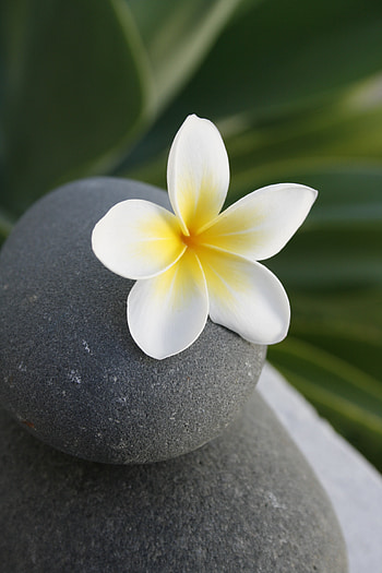 Flowers, Rock, Balance, Flower, Stone, Meditation HD phone wallpaper