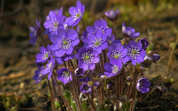 Spring Blossoms, purple, meadow, plants, petals HD wallpaper
