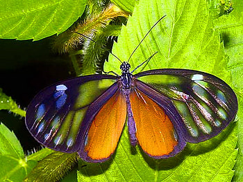 Glasswing, white, black, butterfly, green, orange, panama HD wallpaper