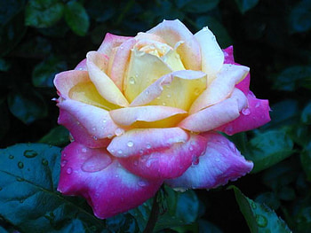 Beautiful Flower, rose, pink, pretty, yellow, flower HD wallpaper