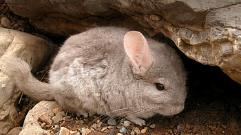 What is a chinchilla, Rodent facts, Pet information, Fun and interesting HD wallpaper