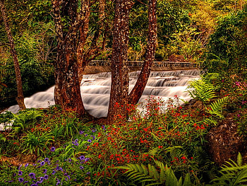 Water stream in forest, fall, colors, leaves, waterfall, trees, autumn, nature, flowers, cascade, water stream, forest HD wallpaper
