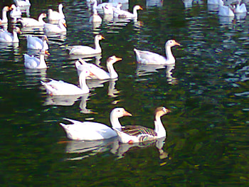 Ducks in lake, lahore, ducks, in lake, animals HD wallpaper