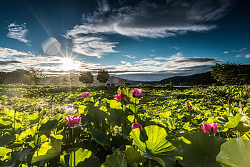 Sunrise, Landscape, Lotus, Flower HD wallpaper