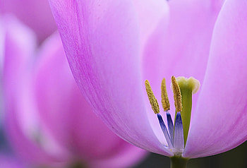 Tulip, pink, skin, petals, texture, macro HD wallpaper