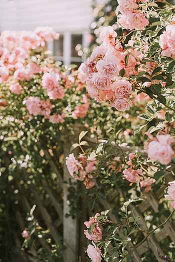 Flowers, Roses, Pink, Bush, Plant HD phone wallpaper