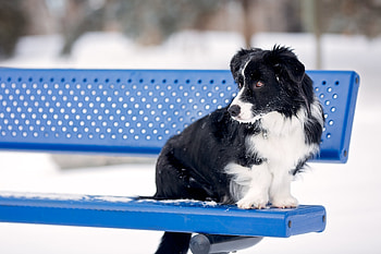 Animals, Snow, Dog, Bench, Border Collie HD wallpaper