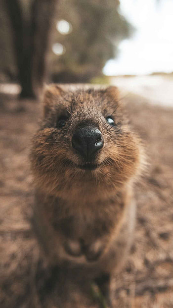 Quokka TV show, Singapore travel, Quokka exploration, Adventure series HD phone wallpaper
