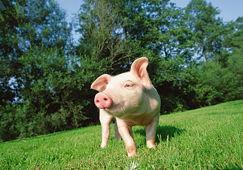 Animals, Grass, Lawn, Piglet HD wallpaper