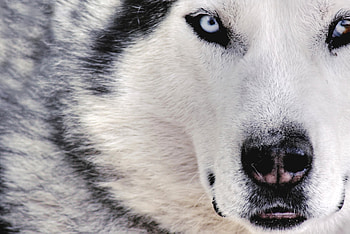 Animals, Dog, Muzzle, Spotted, Spotty, Sight, Opinion, Husky HD wallpaper