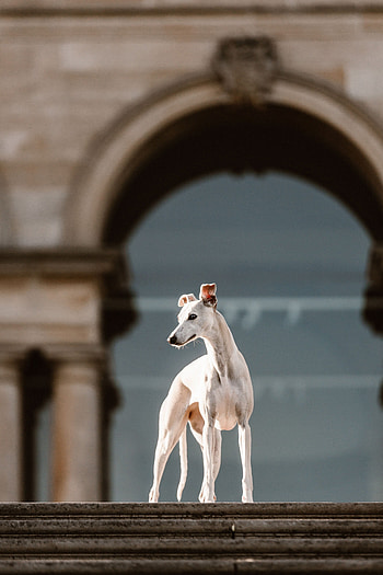 Whippet Dog, Baxters Park Dundee, Pet graphy, Graceful elegance HD phone wallpaper