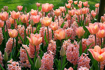 Beautiful Flowers, beautiful, flowers HD wallpaper