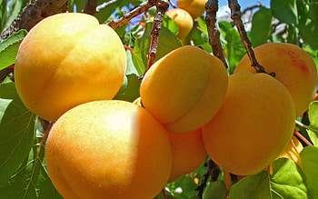 Apricot , High-resolution , Fruity goodness, Delicious and nutritious HD wallpaper