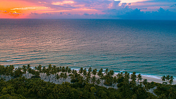 Trees Beside Body Of Water , ocean, trees, nature HD wallpaper