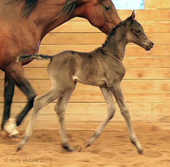 follow me mommy, mares, foals, horses, mommies HD wallpaper