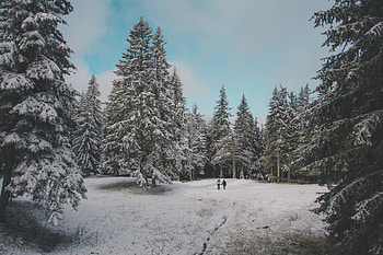 People, Winter, Nature, Trees, Snow, Forest HD wallpaper
