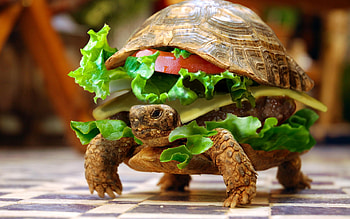 Animals, Turtles HD wallpaper