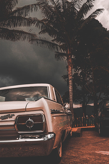 Cars, Car, Palm, Machine, Back View, Rear View, Retro HD phone wallpaper