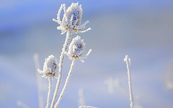 Snow, Flower, Macro HD wallpaper