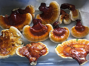 Reishi mushroom, Peaceful harvest, Mushrooms HD wallpaper