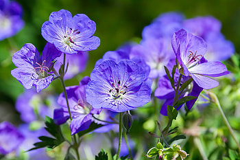 Geranium Rozanne, summer, blue, geranium, garden, beautiful, flowers HD wallpaper