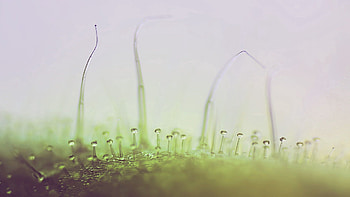 Grass, Background, Drops, Plant, Macro, Light, Light Coloured HD wallpaper
