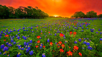 Texas bluebonnets at sunset, fiery, sunset, bluebonnets, Texas, meadow, beautiful, orange, wildflowers, summer, America, field, sky HD wallpaper