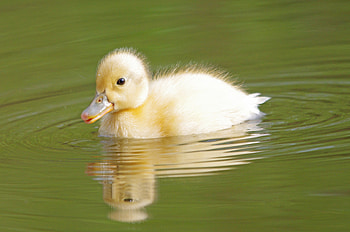 duckling, Animal, duck HD wallpaper