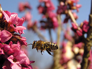 Flower, Macro, Flight, Bee, Pollination HD wallpaper