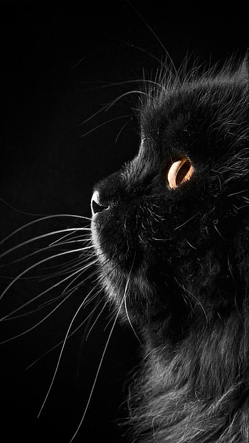 Black cat, Galaxy HD phone wallpaper