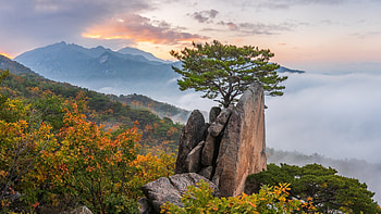 Pukhansan, South Korea, rocks, tree, dawn, fog, pine, morning, landscape HD wallpaper