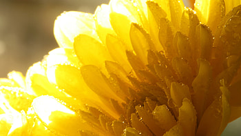 Drops, Flower, Plant, Macro, Petals HD wallpaper