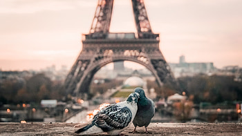 Stock love, Doves in Paris, resolution, Romantic symbolism HD wallpaper